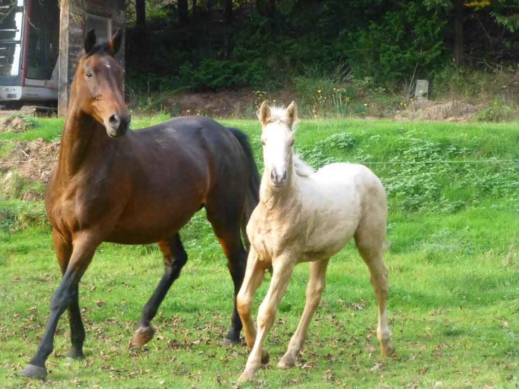 L'Echappee Verte - Gite Equestre 5 Pers Soucht Экстерьер фото